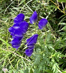 Aconitum fukutomei