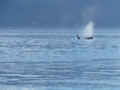 Orcinus orca