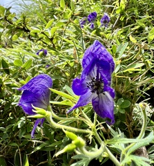Aconitum fukutomei