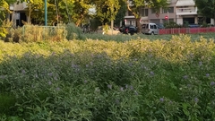 Solanum elaeagnifolium