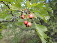 Crataegus