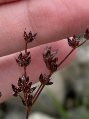 Juncus articulatus