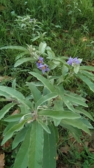Solanum elaeagnifolium