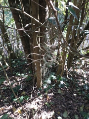 Tillandsia usneoides