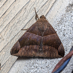 Poaphilini