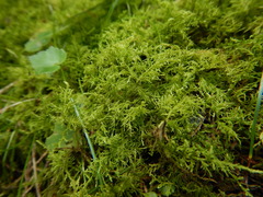 Thuidium