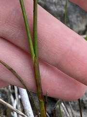 Juncus articulatus