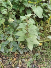 Urtica chamaedryoides