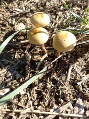 Agrocybe pediades
