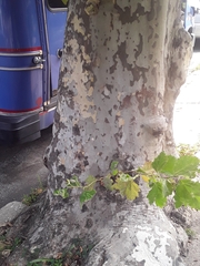 Platanus × hispanica