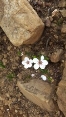 Adenandra