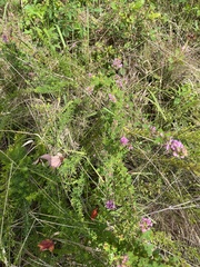 Lespedeza virginica