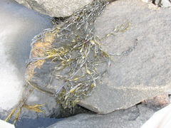 Ascophyllum nodosum