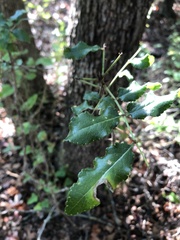 Zanthoxylum