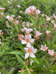 Nerium oleander