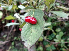 Lonicera alpigena