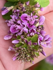 Lespedeza virginica
