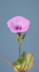 Ipomoea cordatotriloba