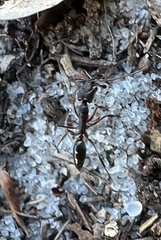 Odontomachus brunneus