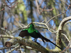 Nectarinia famosa famosa