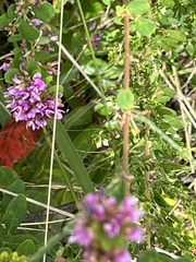 Lespedeza virginica