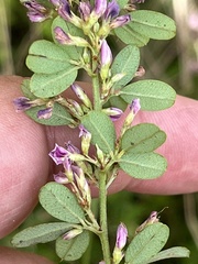 Lespedeza virginica