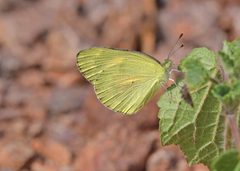 Colotis amata
