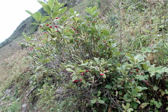 Lonicera alpigena