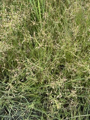 Fimbristylis dichotoma