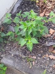 Dysphania ambrosioides