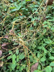 Cuscuta gronovii