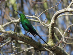 Nectarinia famosa famosa