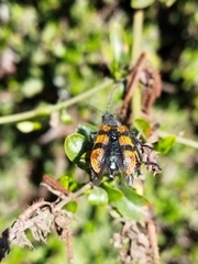 Astylus trifasciatus