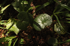 Asarum europaeum