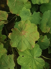 Alchemilla mollis
