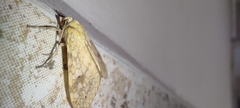 Lophocampa