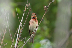 Carpodacus erythrinus