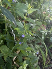 Scutellaria galericulata