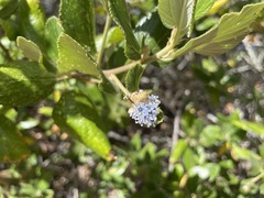 Ceanothus arboreus