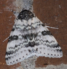 Catocala relicta