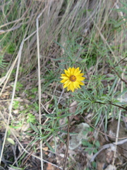 Xerochrysum viscosum