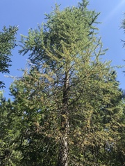 Larix occidentalis