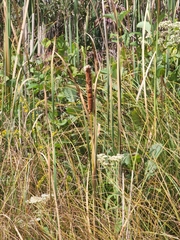Typha angustifolia