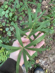 Polygonatum verticillatum