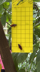 Periplaneta australasiae