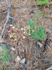 Asclepias hypoleuca