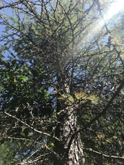 Larix occidentalis