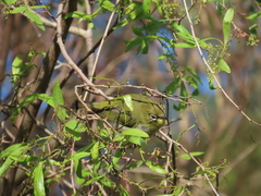 Zosterops virens
