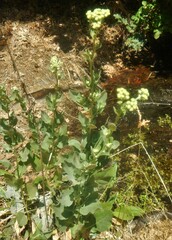 Chenopodium opulifolium