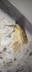 Lophocampa